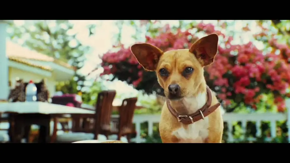 Відео до фільму Крихітка з Беверлі-Хіллз 3 — Le Chihuahua de Beverly Hills - Bande-annonce (Jamel Comedy Club)