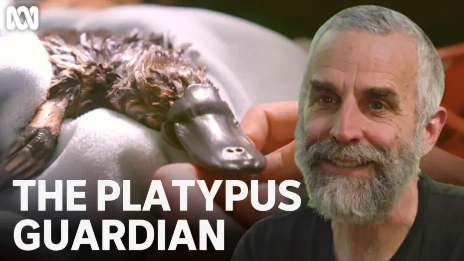 Відео до фільму The Platypus Guardian — Rescuing the Hobart Rivulet platypus | The Platypus Guardian | ABC TV + iview