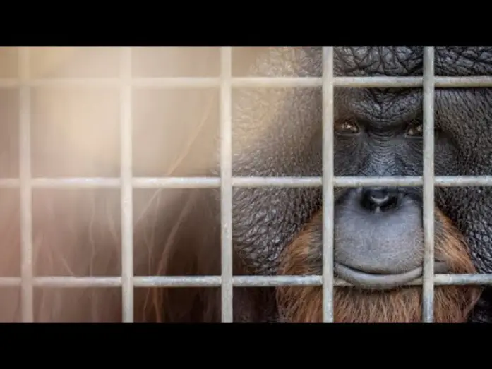 Відео до фільму Eyes of the Orangutan — Eyes of the Orangutan I Trailer