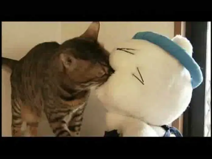 Відео до фільму 猫ラーメン大将 — 映画『猫ラーメン大将』予告編
