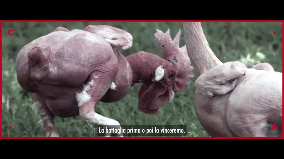 Відео до фільму Food for Profit — FOOD FOR PROFIT ● un film di Giulia Innocenzi e Pablo D’Ambrosi