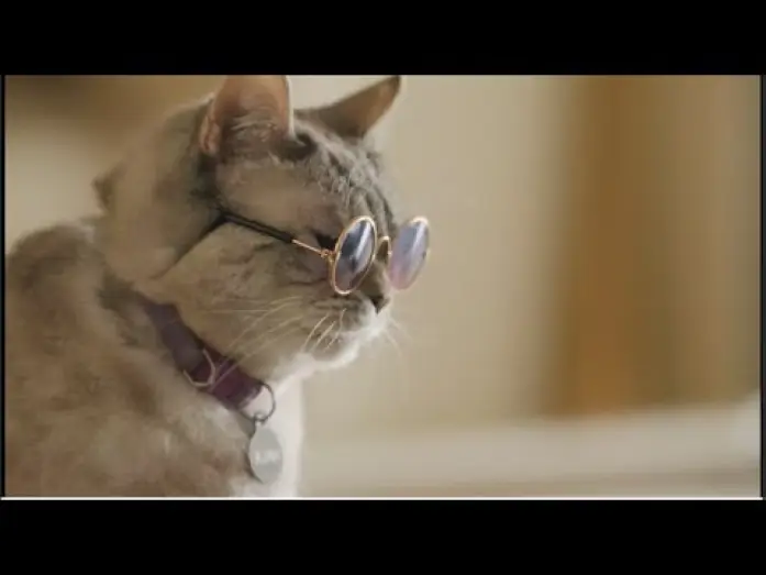 Відео до фільму American Cats: The Good, the Bad, and the Cuddly — Official Trailer