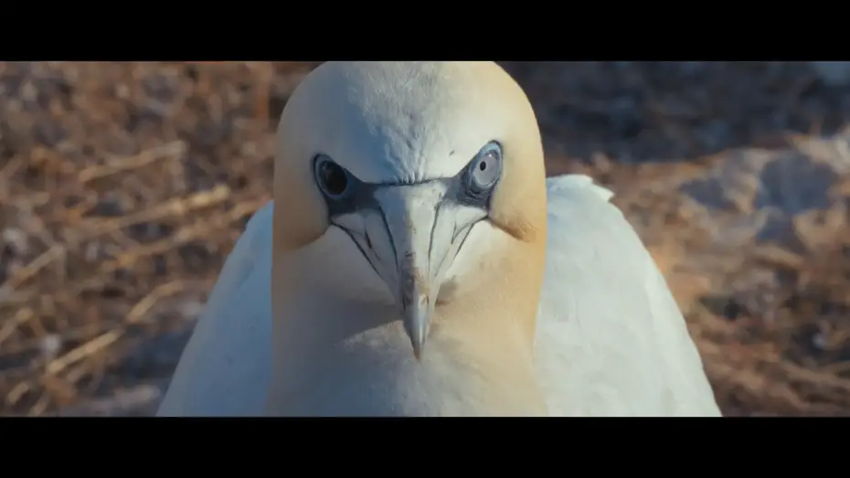 Відео до фільму Watching People Watching Birds — Watching People Watching Birds | Offizieller Trailer