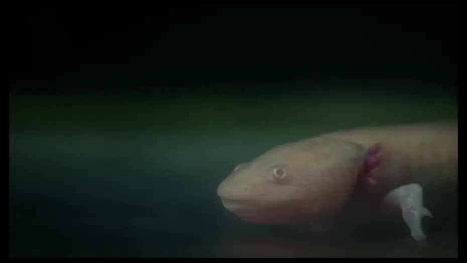 Відео до фільму Axolotl — Axolotl | Trailer
