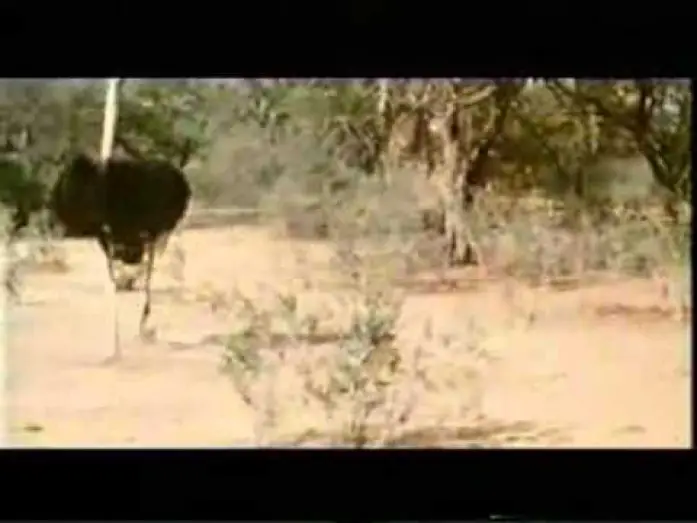 Відео до фільму Animals Are Beautiful People — Die lustigste Welt der Tiere - Betrunkene Tiere