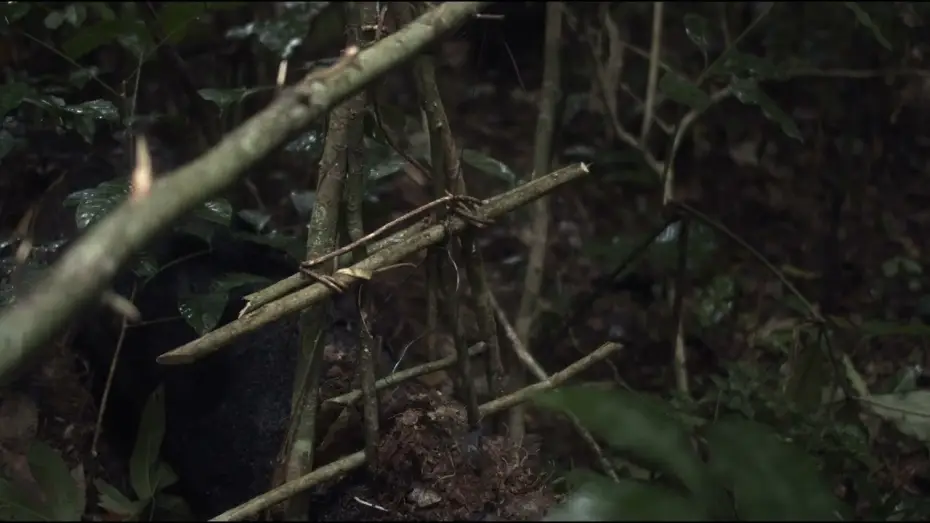 Відео до фільму L'arbre de l'authenticité — Trailer | L'Arbre de l'authenticité | Sammy Baloji
