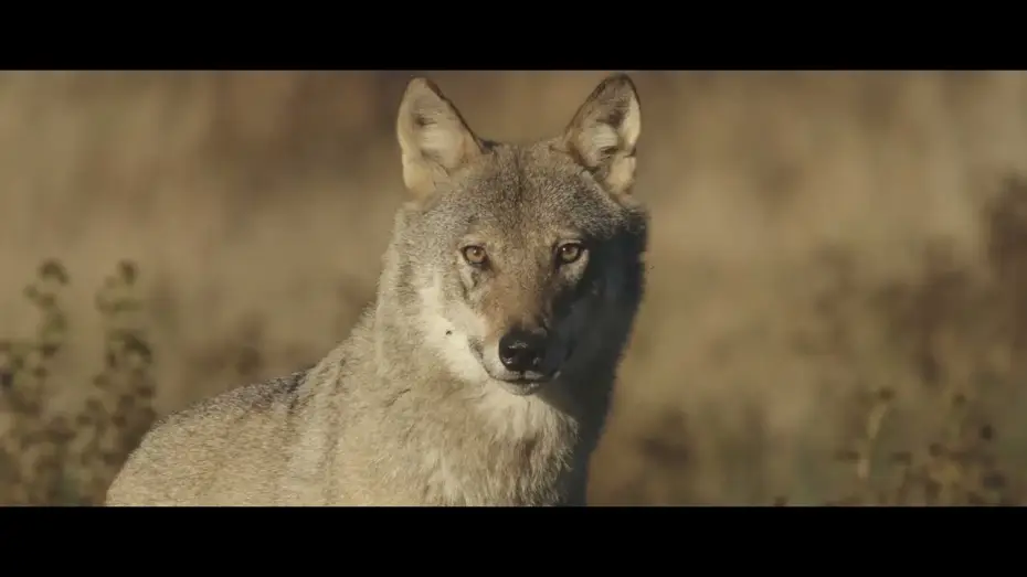 Відео до фільму Une ann&eacute;e parmi les loups | Une ann&eacute;e parmi les loups - Bande Annonce (VF)
