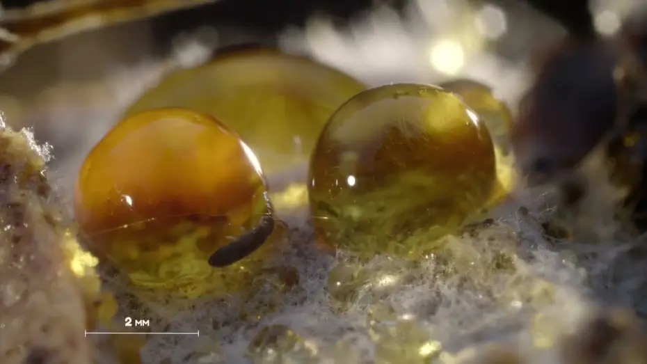Відео до фільму Planète collemboles : la vie secrète des sols — Bande-annonce - Planète collemboles, la vie secrète des sols