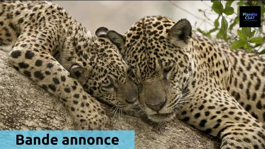 Відео до фільму Au nom des jaguars — Au nom des jaguars | bande annonce | France 5