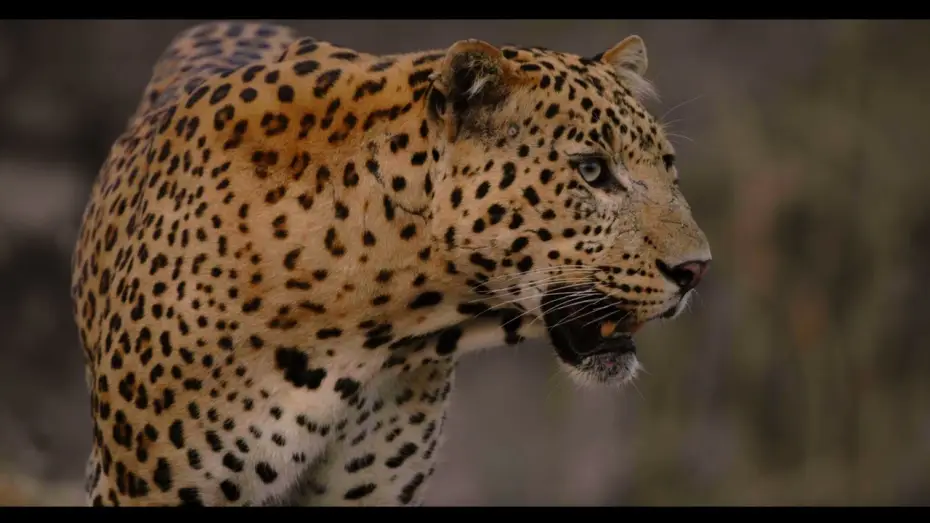 Відео до фільму Leopard Dynasty – The Rise of Rana — Trailer