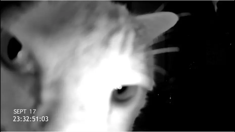 Відео до фільму Cat Cam — Exclusive CAT CAM Trailer