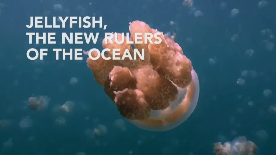 Відео до фільму M&eacute;duses les souveraines des oc&eacute;ans | Jellyfish, the new rulers of the ocean - Trailer