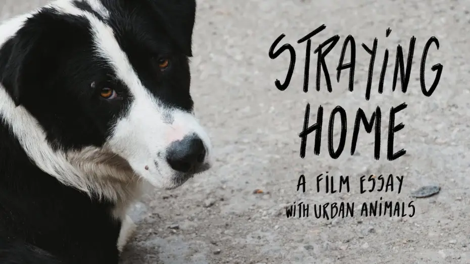 Відео до фільму Straying home | Straying home - Film teaser (2025)