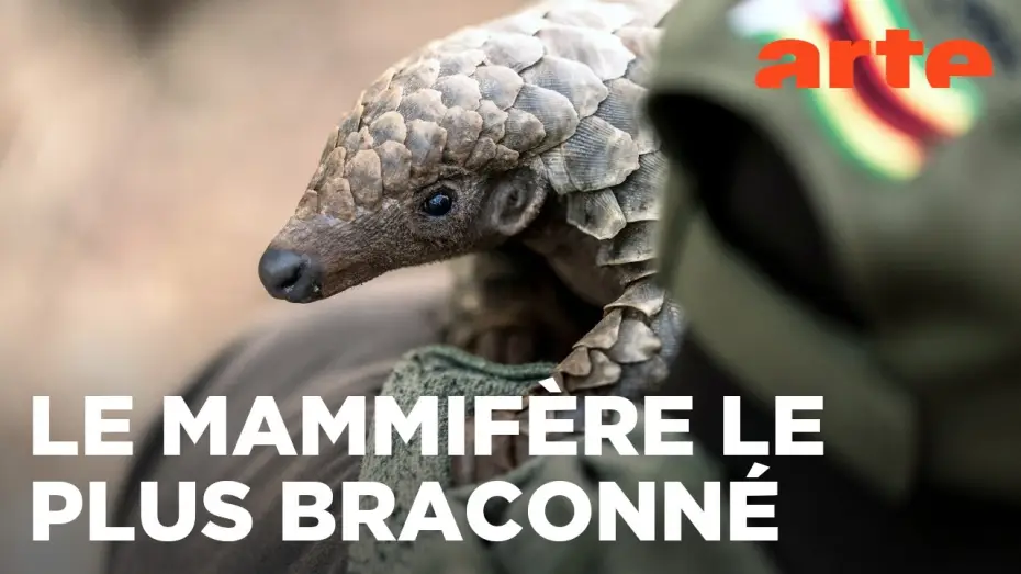 Відео до фільму Mission pangolin : Retour à la vie sauvage — Mission pangolin | Retour à la vie sauvage | ARTE Évasion