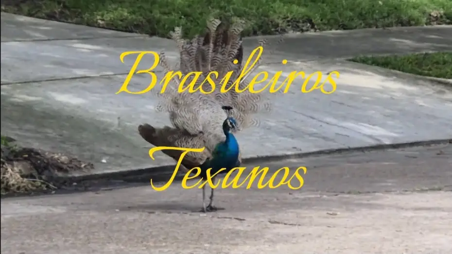 Відео до фільму Brasileiros Texanos — Brasileiros Texanos