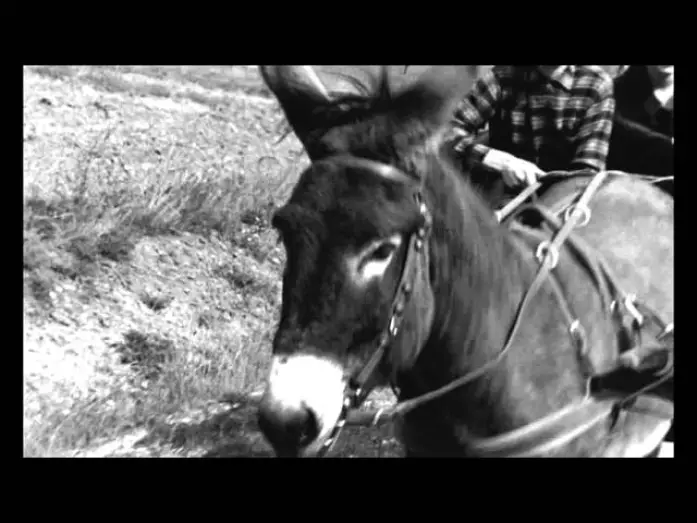 Відео до фільму Навмання, Бальтазаре — Au hasard Balthazar - Trailer (Il Cinema Ritrovato al cinema)