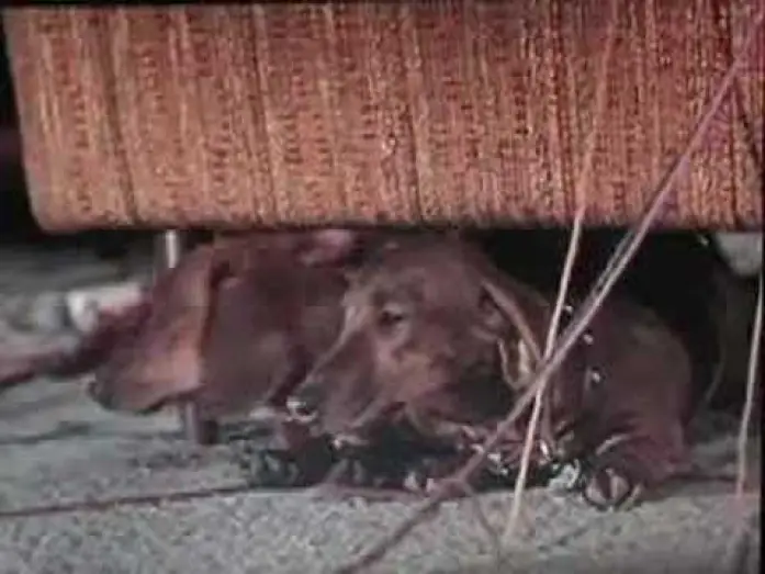 Відео до фільму The Ugly Dachshund — The Ugly Dachshund trailer, Great Dane 1966 Disney