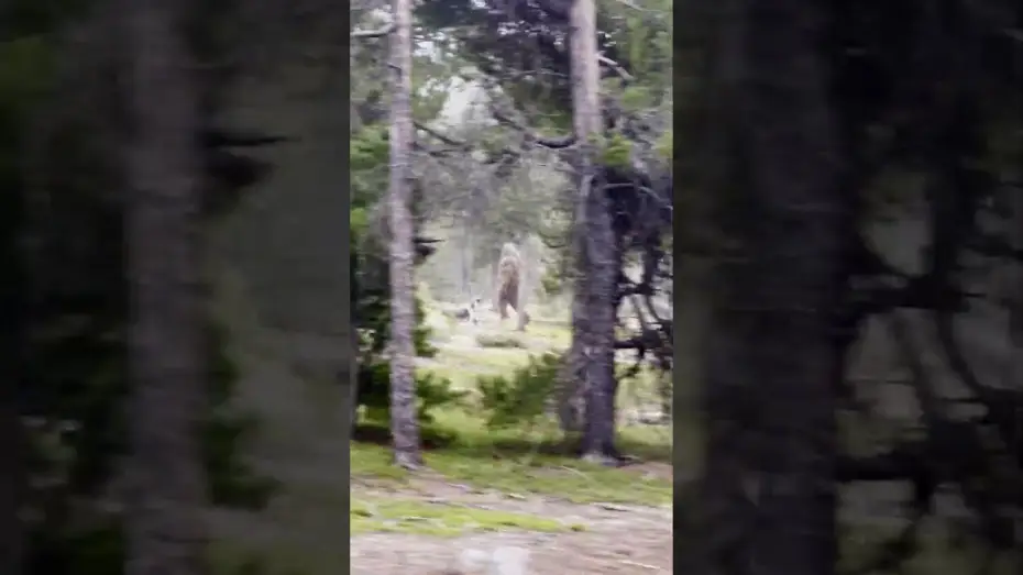 Відео до фільму Hunt For Stoutfoot — BIGFOOT SIGHTING! - Park Ranger captures chilling video…