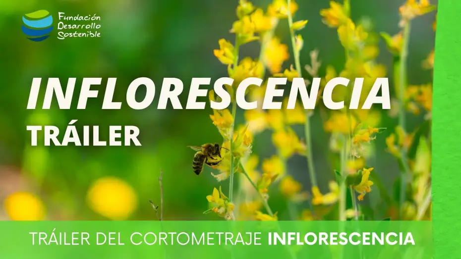 Відео до фільму Inflorescencia | #cortometraje INFLORESCENCIA &middot; Tr&aacute;iler