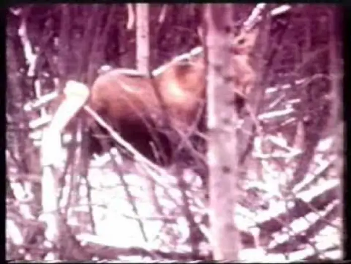 Відео до фільму Claws — GRIZZLY 2 - CLAWS (1977) Con Jason Evers