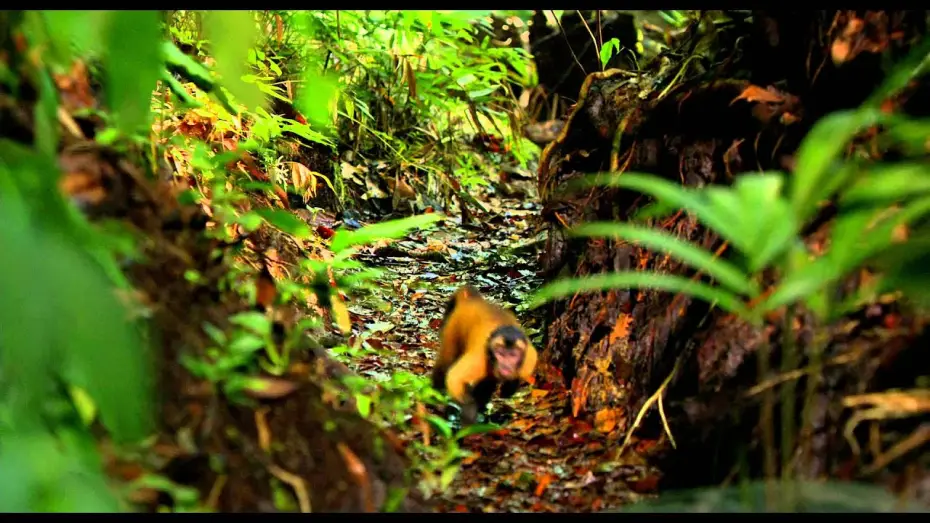 Відео до фільму Amazonia — AMAZONIA - Bande Annonce VF