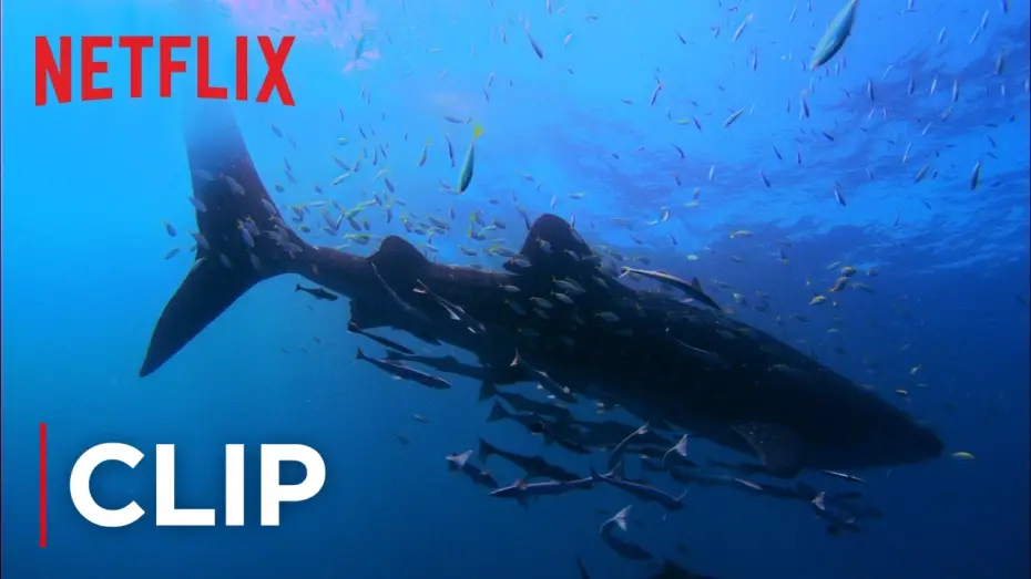 Відео до фільму Mission Blue — Swimming with Whale Sharks