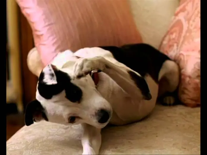 Відео до фільму Heavy Petting — Lui, Lei e Babydog trailer ita