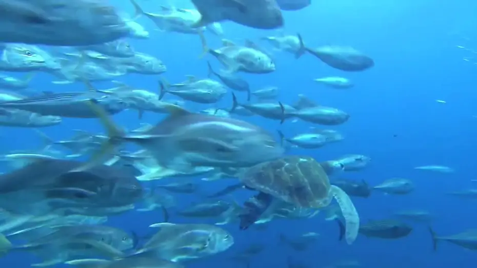 Відео до фільму OceanWorld 3D | Voyage sous les Mers 3D - Bande Annonce VF