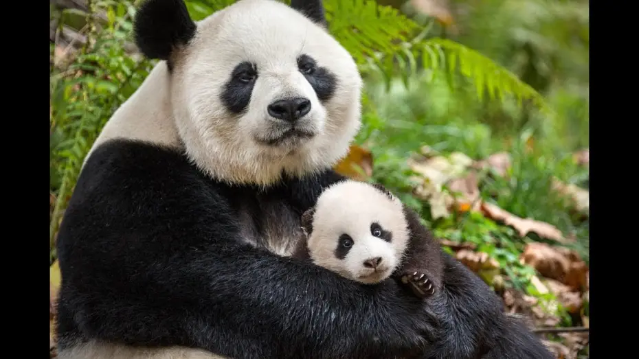 Відео до фільму Born in China — Nés en Chine - Bande-annonce VF (Disneynature)