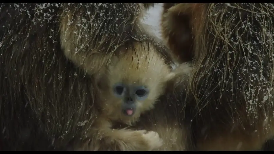 Відео до фільму Born in China — Disneynature's Born in China Official US Trailer
