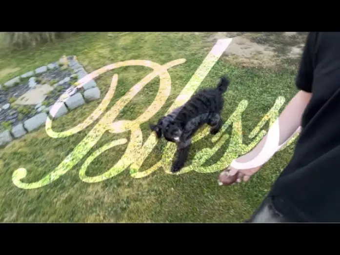 Відео до фільму Bless | Ce chien acteur va vous briser le c&oelig;ur&hellip; | BLESS (Short Film)