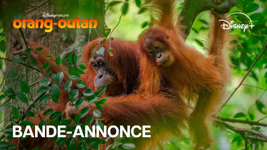 Відео до фільму Orangutan | Orang-outan - Bande-annonce officielle (VOST) | Disney+
