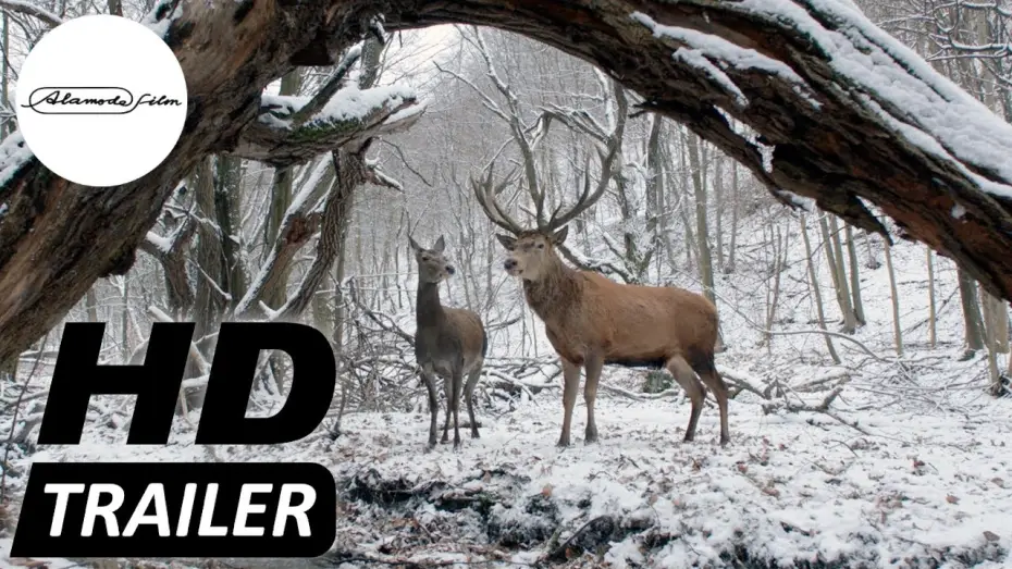 Відео до фільму Тіло і душа — KÖRPER UND SEELE I Trailer deutsch HD I Jetzt im Kino