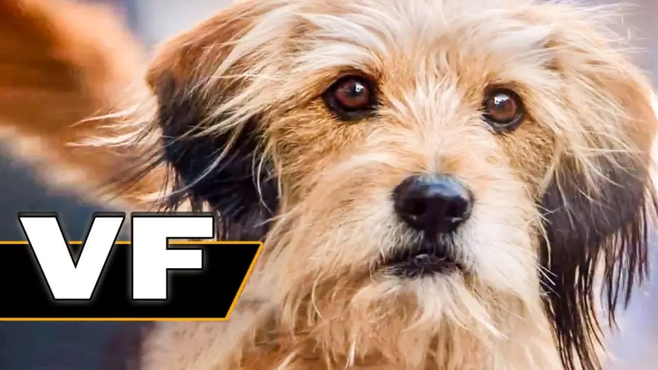 Відео до фільму Бенджі — BENJI Bande Annonce VF (Famille, Netflix, 2018)