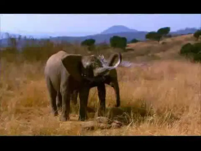 Відео до фільму Whispers: An Elephant's Tale — Elephant Tales Trailer