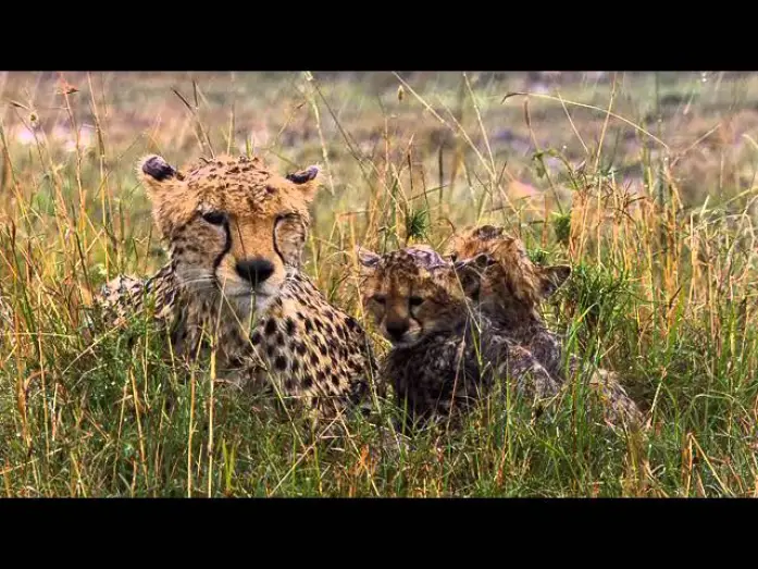 Відео до фільму Африканські кішки — African Cats Official Trailer