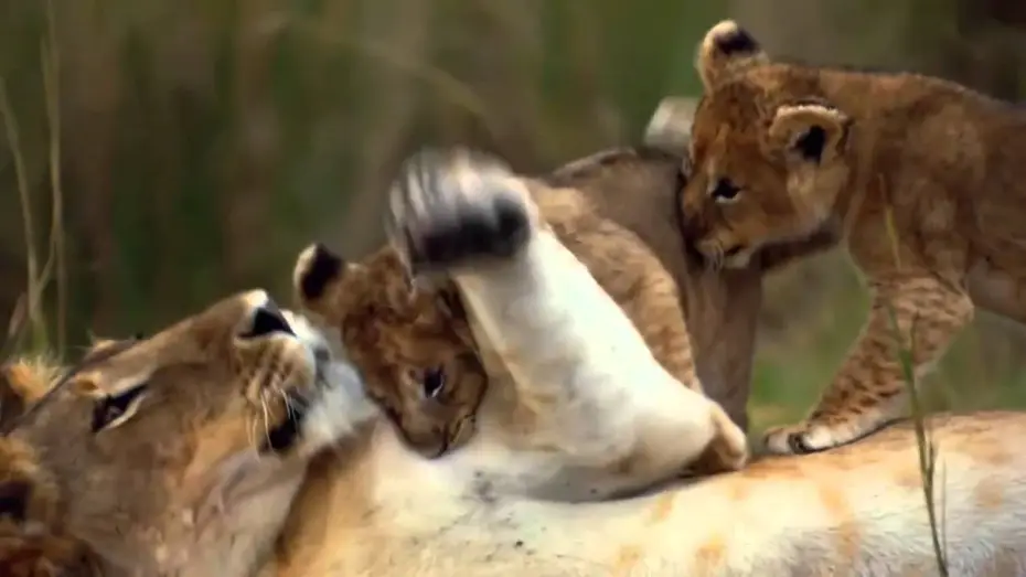 Відео до фільму Африканські кішки — Felinos de Africa - Trailer Español Latino - HD