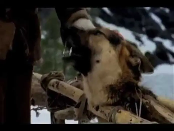 Відео до фільму Zanna Bianca — White Fang Trailer