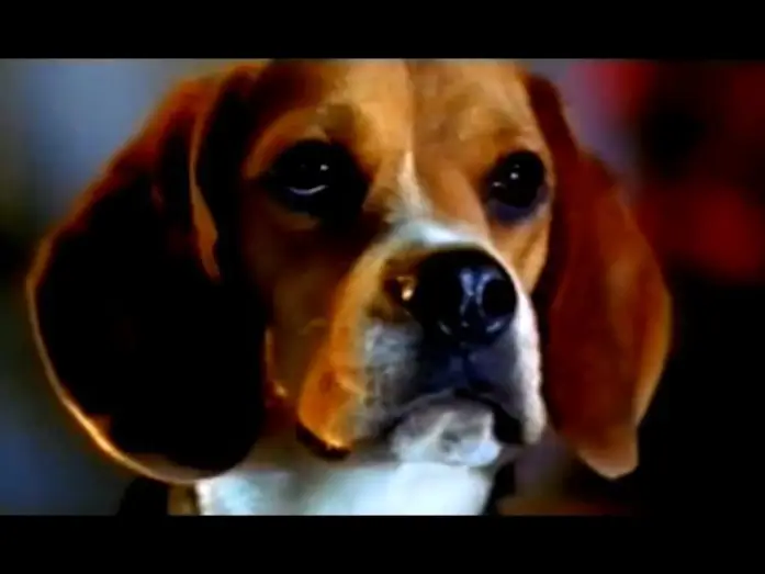 Відео до фільму Кішки проти собак — Cats & Dogs - Wie Hund und Katz' - Trailer (2001)