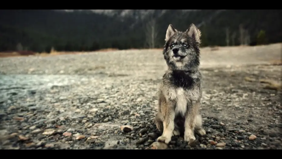 Відео до фільму Тоґо | Togo - Bande Annonce [VOST]