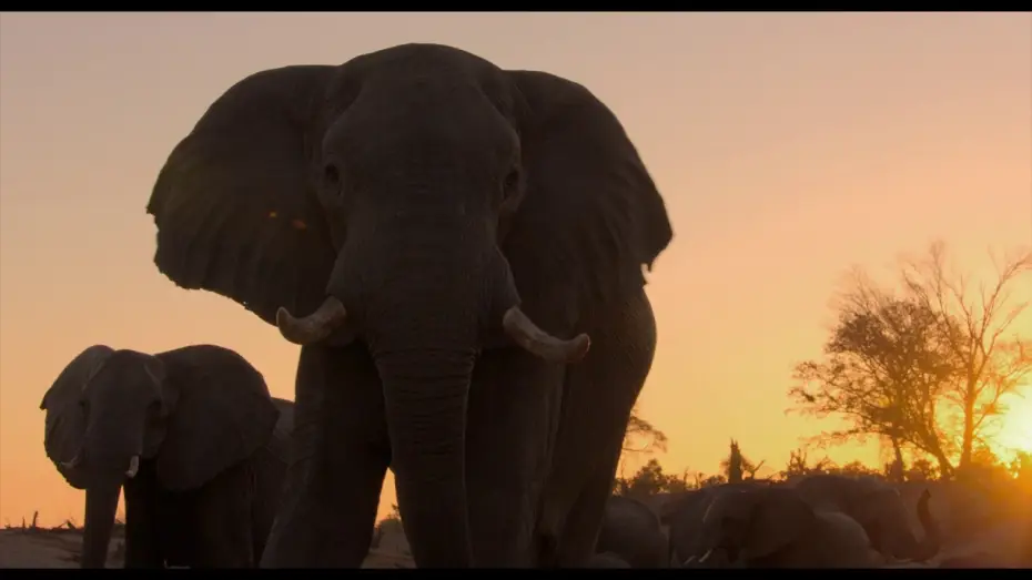 Відео до фільму Elephant — Éléphants - Bande Annonce [VF]
