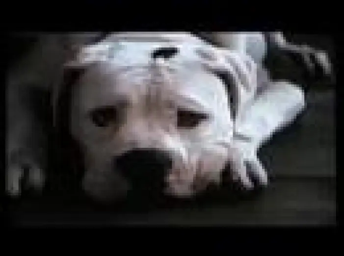 Відео до фільму Дорога додому: Неймовірна подорож | Homeward Bound: The Incredible Journey (1993) Trailer