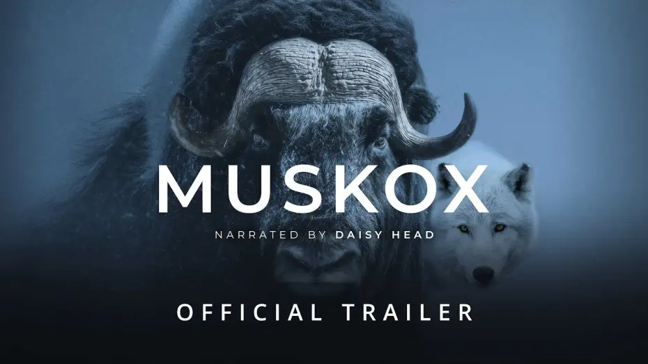 Відео до фільму Muskox | MUSKOX | Official Trailer - Stay Wild Studio