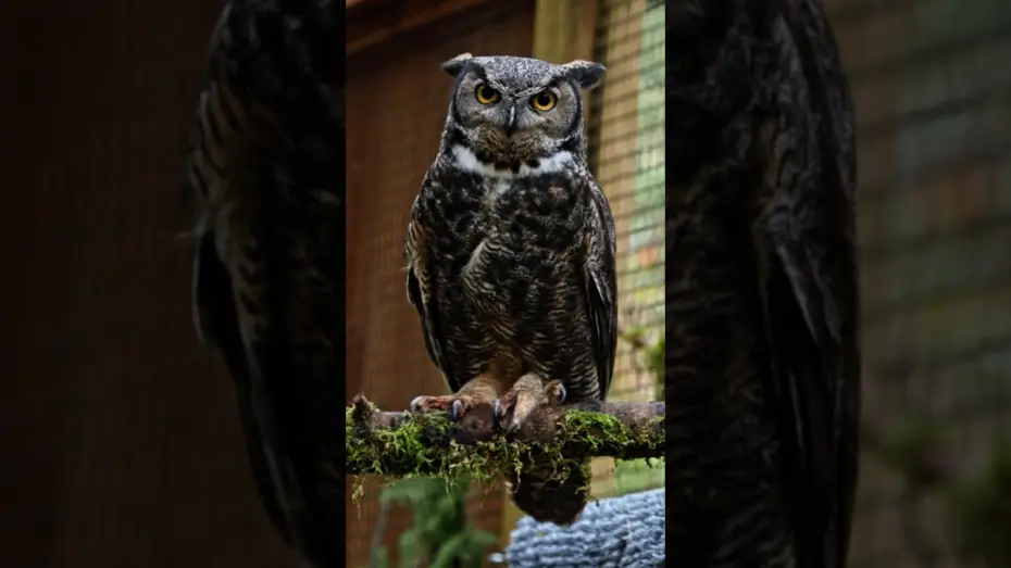 Відео до фільму Диволіс — Finding Inspiration at the Bird Alliance of Oregon