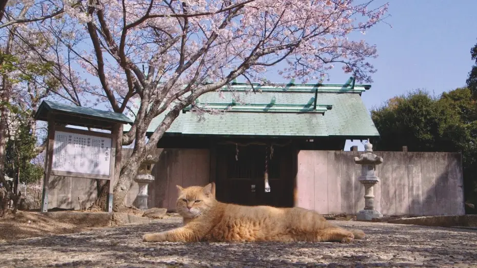 Відео до фільму 五香宮の猫 | Trailer [Subtitled]