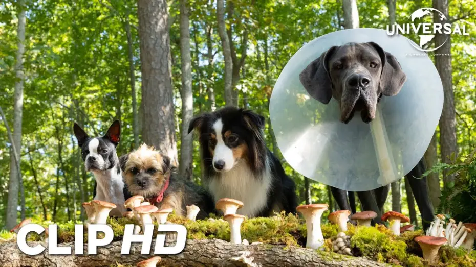 Відео до фільму Кудлаті перці — Clip - Setas mágicas