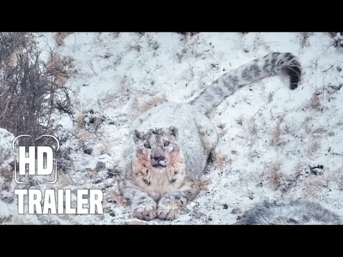 Відео до фільму La Panthère des neiges — DER SCHNEELEOPARD Trailer German Deutsch (2022)