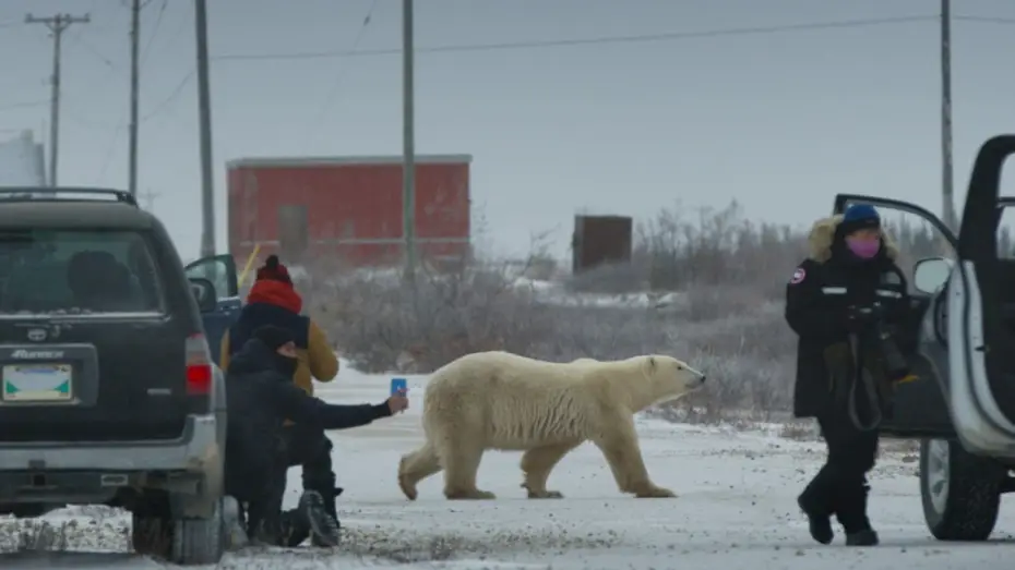 Відео до фільму Nuisance Bear — Nuisance Bear // Official Trailer