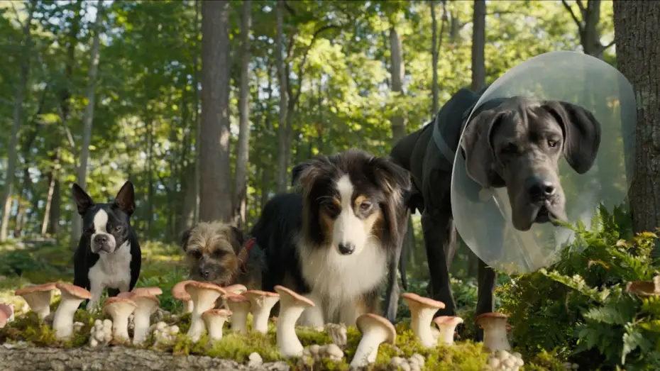 Відео до фільму Кудлаті перці — Doggy Style | Secondo Trailer Ufficiale