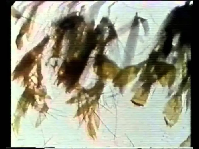 Відео до фільму Метеликове світло — Mothlight - Stan Brakhage [1963]